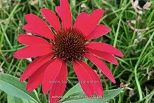 Echinacea purpurea 'Prima Ruby'