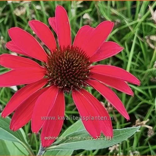 Echinacea purpurea 'Prima Ruby'