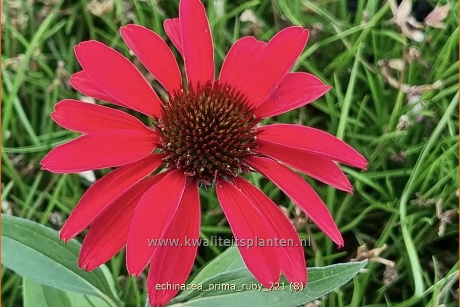 Echinacea purpurea 'Prima Ruby'
