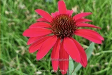 Echinacea purpurea 'Prima Ruby'