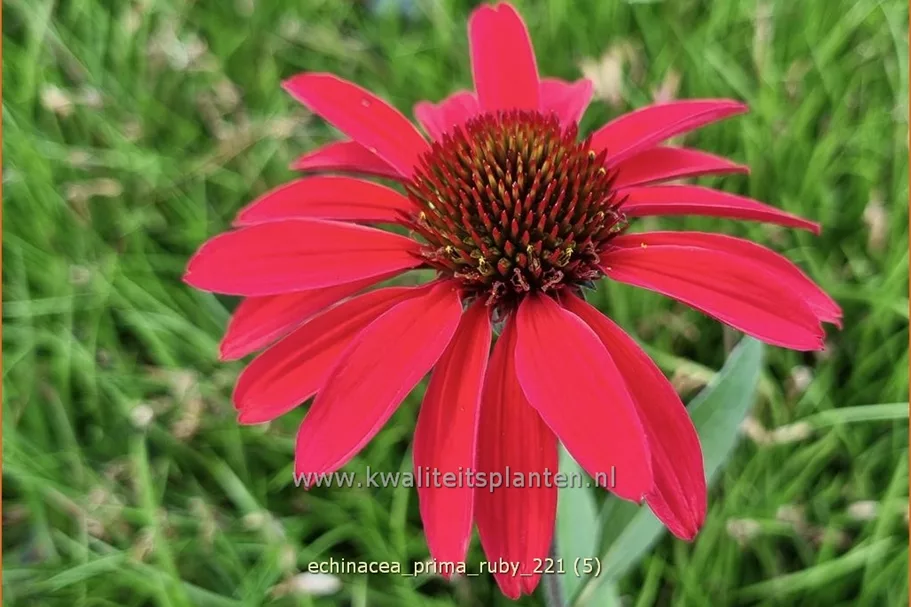 Echinacea purpurea 'Prima Ruby'