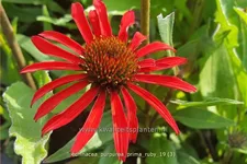 Echinacea purpurea 'Prima Ruby'