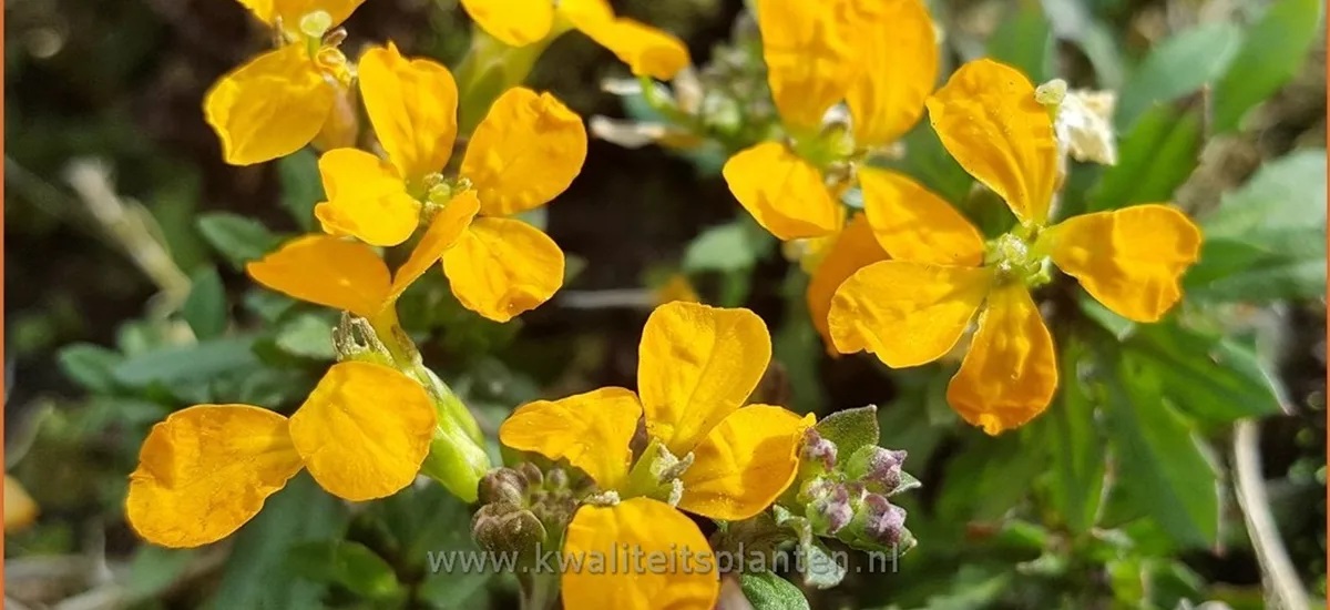 Erysimum linifolium 'Orange Flame'