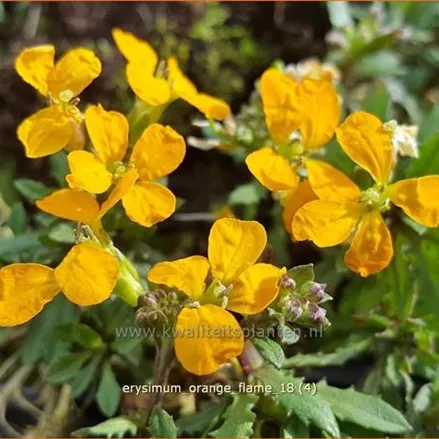 Erysimum linifolium 'Orange Flame'
