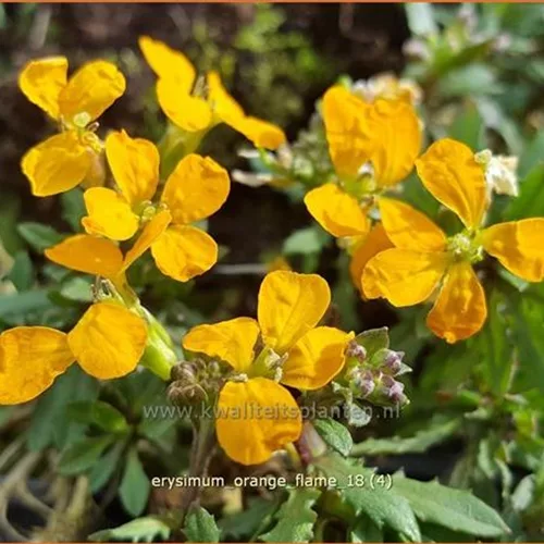 Erysimum linifolium 'Orange Flame'