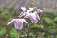 Epimedium x cultorum 'Sasaki'