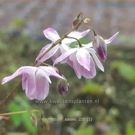 Epimedium x cultorum 'Sasaki'