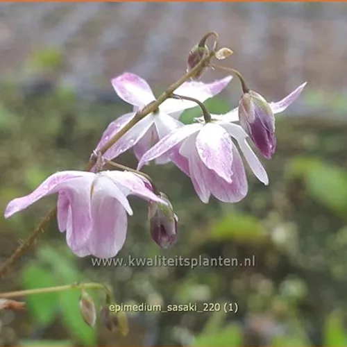 Epimedium x cultorum 'Sasaki'