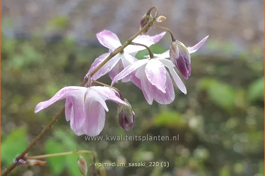 Epimedium x cultorum 'Sasaki'