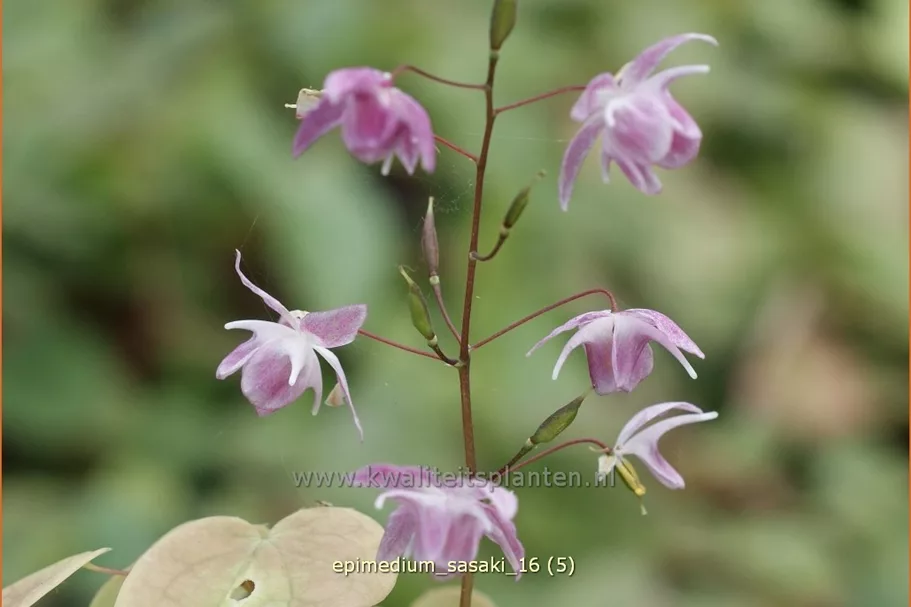 Epimedium x cultorum 'Sasaki'