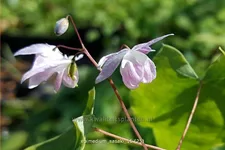Epimedium x cultorum 'Sasaki'