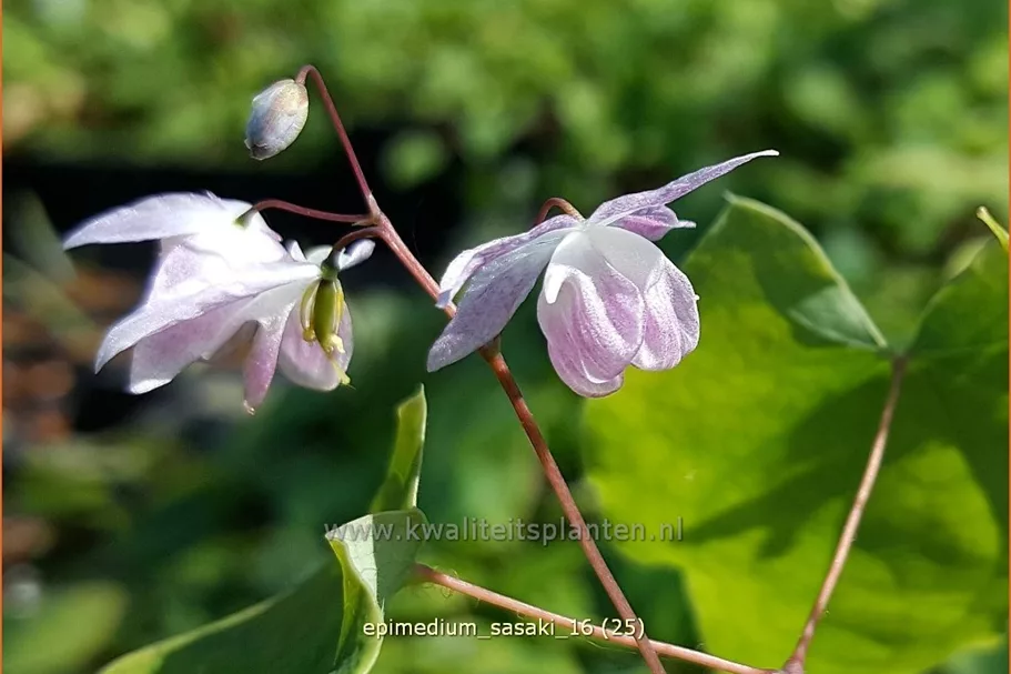 Epimedium x cultorum 'Sasaki'
