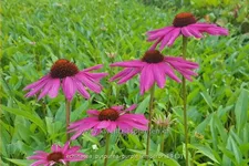 Echinacea purpurea 'Purple Emperor'