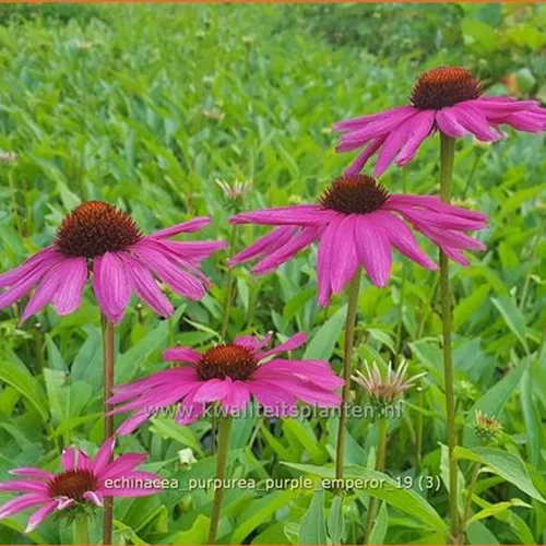 Echinacea purpurea 'Purple Emperor'