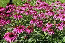 Echinacea purpurea 'Purple Emperor'