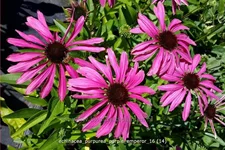 Echinacea purpurea 'Purple Emperor'