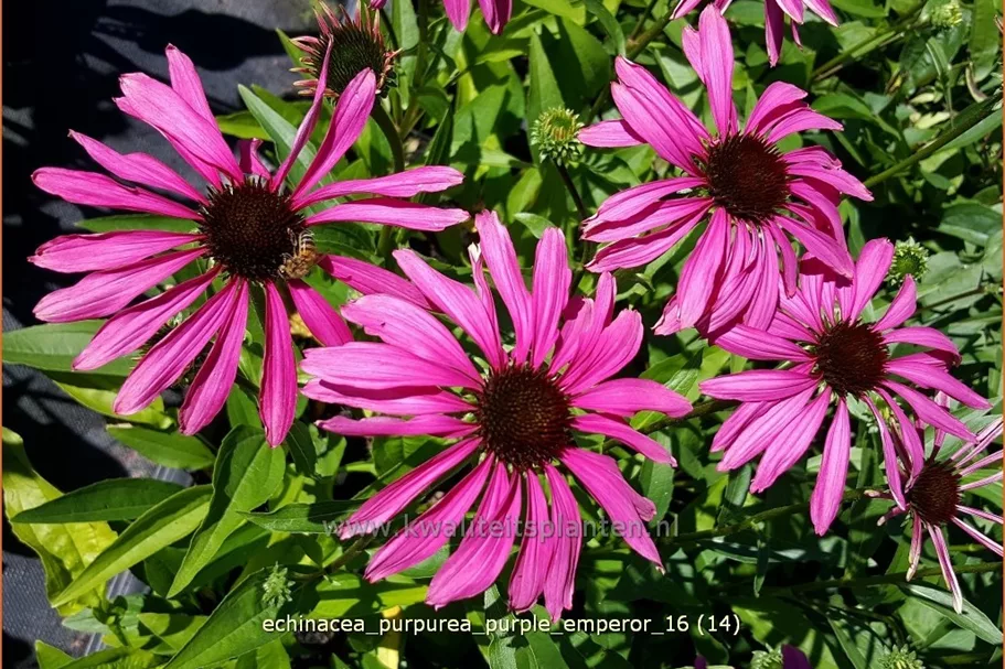 Echinacea purpurea 'Purple Emperor'