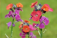 Erysimum 'Red Jep'®