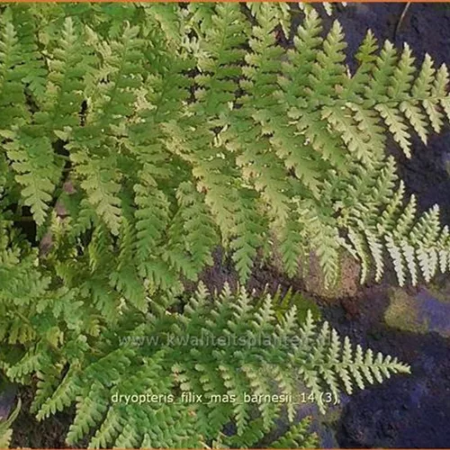 Dryopteris filix-mas 'Barnesii'