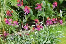 Erysimum 'Red Jep'®
