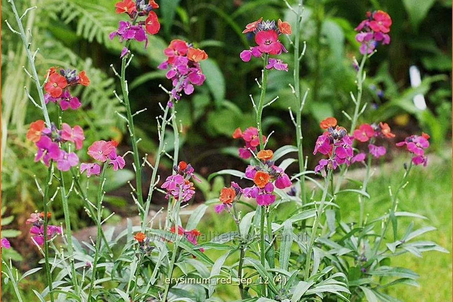 Erysimum 'Red Jep'®