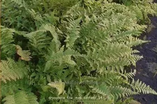 Dryopteris filix-mas 'Barnesii'