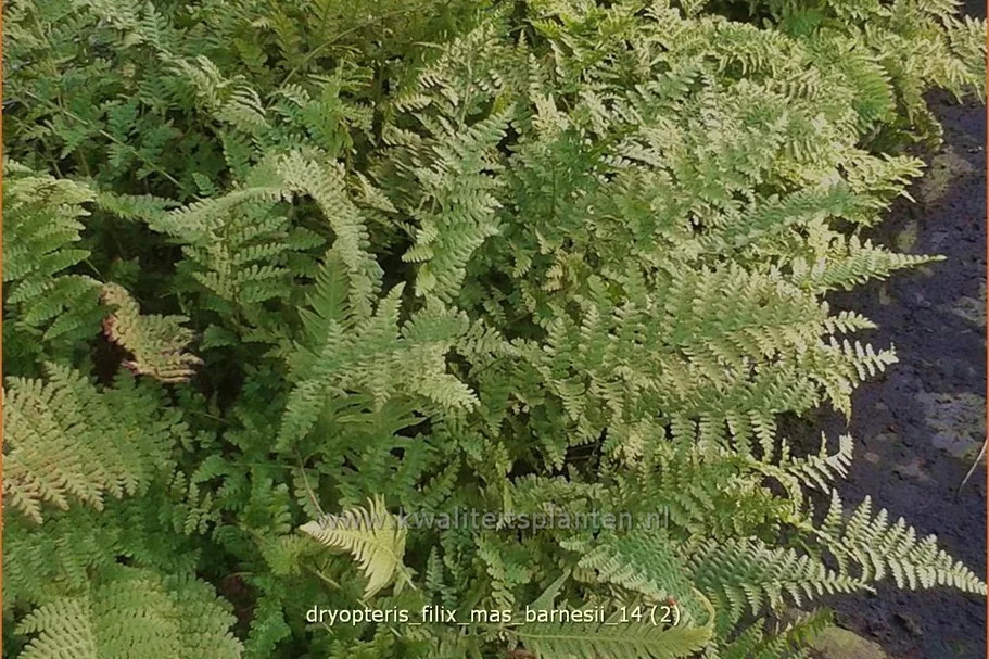 Dryopteris filix-mas 'Barnesii'