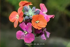 Erysimum 'Red Jep'®