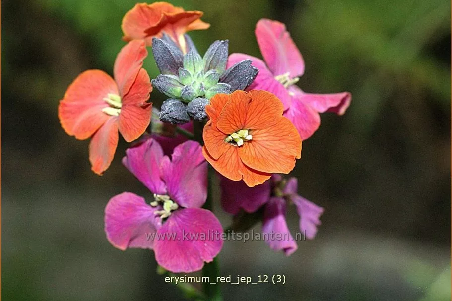 Erysimum 'Red Jep'®