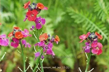 Erysimum 'Red Jep'®