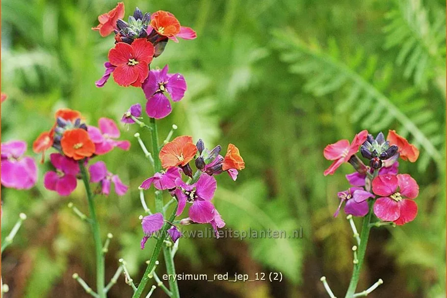 Erysimum 'Red Jep'®
