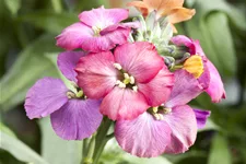Erysimum 'Red Jep'®