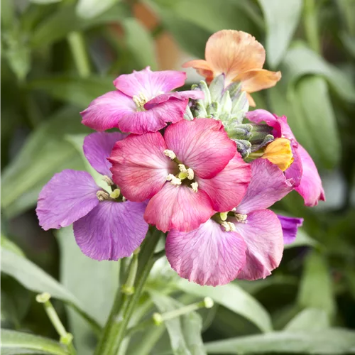 Erysimum 'Red Jep'®