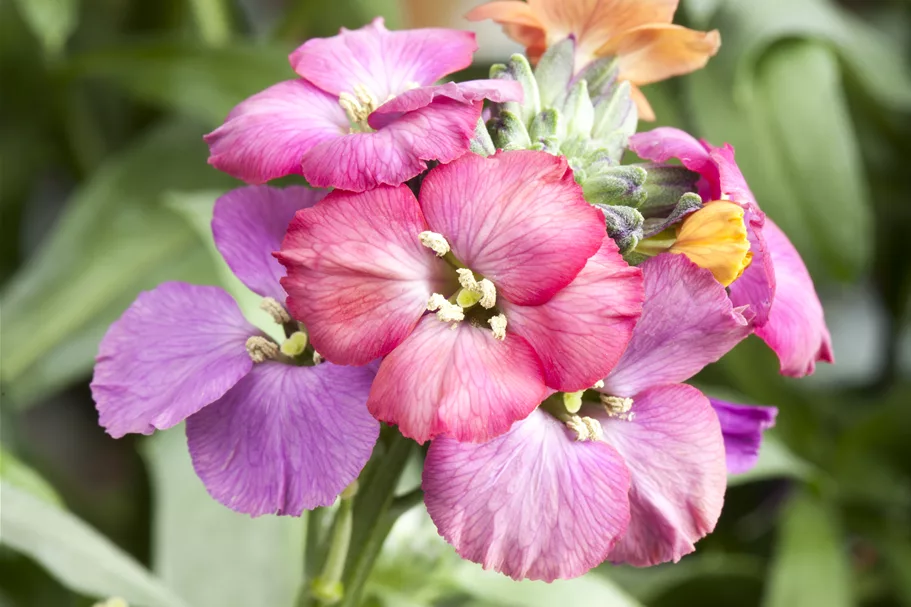 Erysimum 'Red Jep'®