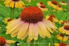 Echinacea purpurea 'Rainbow Apricot'