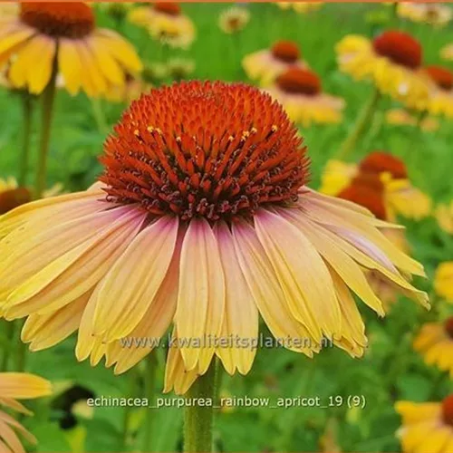 Echinacea purpurea 'Rainbow Apricot'