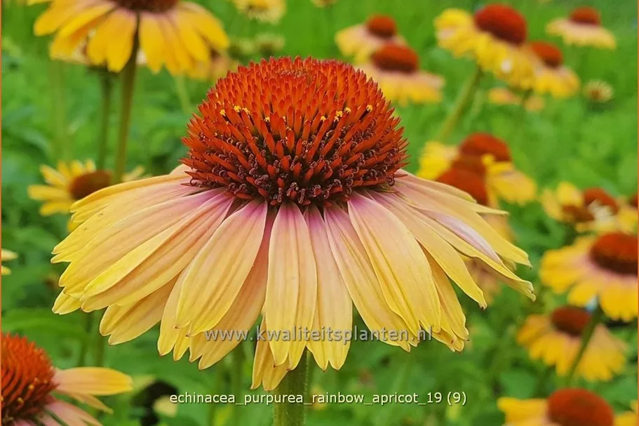 Echinacea purpurea 'Rainbow Apricot'