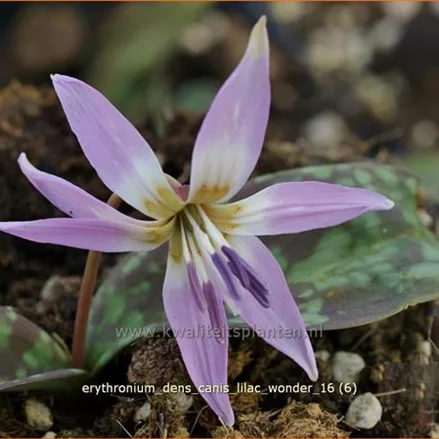 Erythronium dens-canis 'Lilac Wonder'