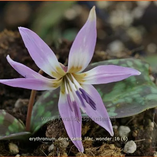 Erythronium dens-canis 'Lilac Wonder'