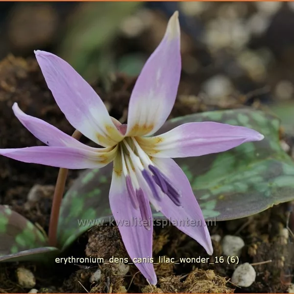 Erythronium dens-canis 'Lilac Wonder'