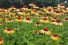 Echinacea purpurea 'Rainbow Apricot'