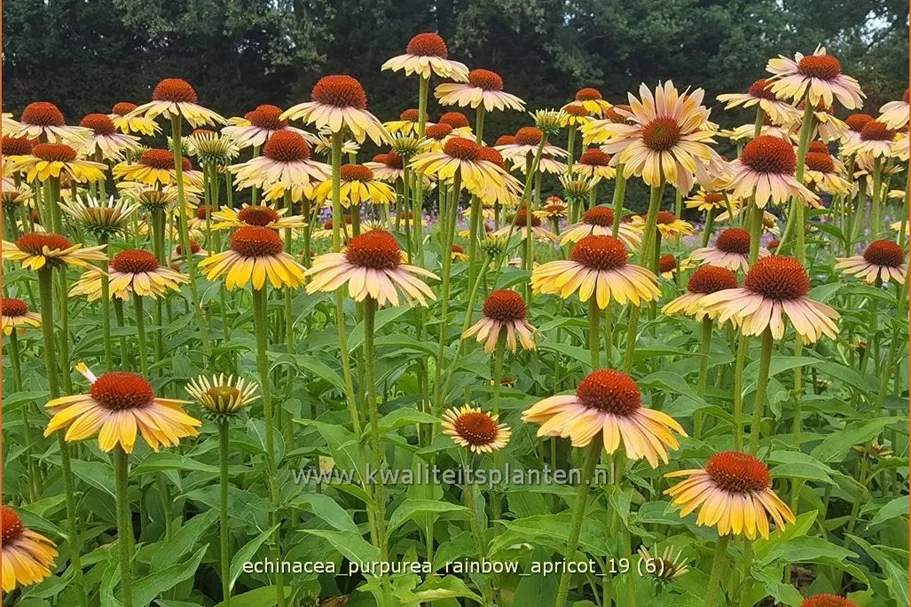 Echinacea purpurea 'Rainbow Apricot'