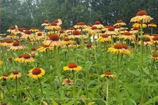 Echinacea purpurea 'Rainbow Apricot'