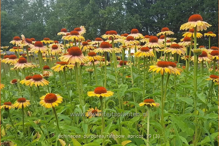 Echinacea purpurea 'Rainbow Apricot'