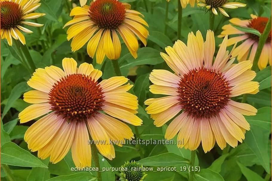 Echinacea purpurea 'Rainbow Apricot'