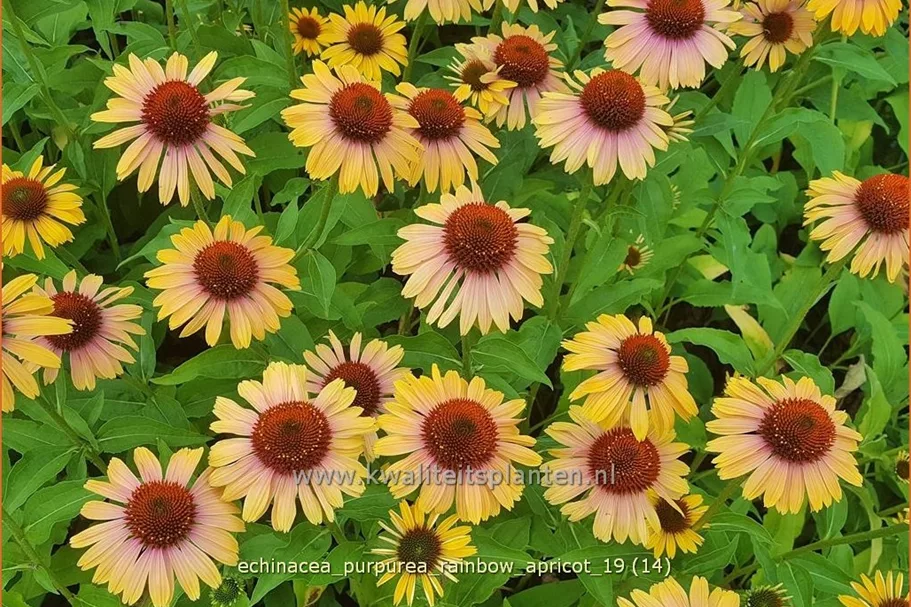 Echinacea purpurea 'Rainbow Apricot'