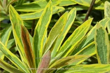 Euphorbia amygdaloides 'Ascott Rainbow'