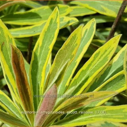 Euphorbia amygdaloides 'Ascott Rainbow'