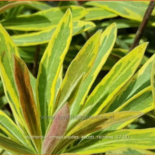 Euphorbia amygdaloides 'Ascott Rainbow'
