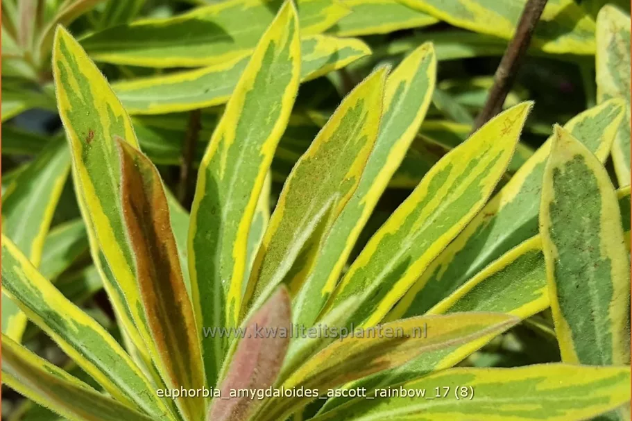 Euphorbia amygdaloides 'Ascott Rainbow'